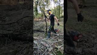 Après la tempête débitage ⛈️🪵🪓 chainsaw microentrepreneur nature husqvarna sthill tronçonneuse [upl. by Nerual]