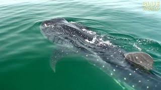 Whale Sharks of Holbox  JONATHAN BIRDS BLUE WORLD [upl. by Hazlett518]