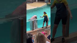 Live from SeaWorld Orlando Florida [upl. by Rovit]