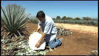 Campo Abierto  Características del Agave Tequilana Weber Variedad Azul [upl. by Aymik725]