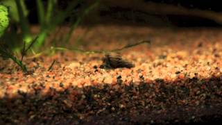 Malaysian Trumpet Snail crawling 4X speed Melanoides tuberculata [upl. by Phare]