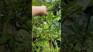 Try the paper bag hack for tomatoes  reduce split tomatoes tomato gardeningtips gardenhacks [upl. by Ab967]