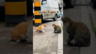 Street Fighter Cats Epic Feline Showdown 🐱💥Funny Cats [upl. by Thordia274]