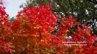 Acer palmatum Osakazuki Japanese Maple [upl. by Tinor]