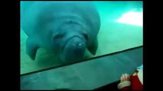 Manatee nose smush with honk sound effect looped for ten minutes [upl. by Nylodnew23]