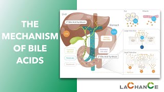 The Mechanism of Bile Acid Action I Bile acids have effect on emulsification digestion absorption [upl. by Koh]