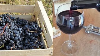 Homemade Italian Wine  How to make wine at home from grapes without yeast and sugar [upl. by Ennairek]