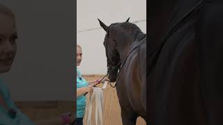 Piaffe in hand 🤝 horse equestrian horseriding horsetraining dressage [upl. by Annaor]