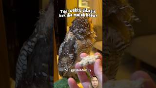 not an owl egg  bukan telur burung hantu owl animals funny pets birds [upl. by Eleets]