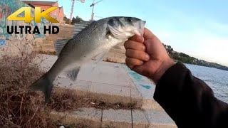 Pesca no rio Douro aos Robalos e Taínhas 4K ULTRA HD [upl. by Ahsienal]