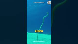 Garden Eels  The Underwater Grass Garden [upl. by Atiz]