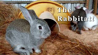 Building our Rabbit Colony  From cage to kindness  Free Range Homestead Ep 55 [upl. by Glenine]