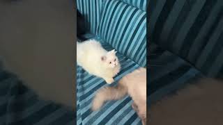 Funny cat’s complication 🐾🐾 mycatcatshorts slowmotion ytshorts [upl. by Edan]