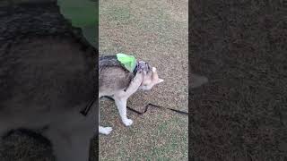 Engagement Games with a Husky [upl. by Charmian985]