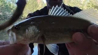 Brand News SpotFish 3 small basslocation 1 [upl. by Eniamart524]