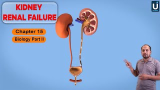 Kidney Renal Failure in Urdu  Hindi  12th Class Biology  Chapter 15  Ucademy [upl. by Yarehs]