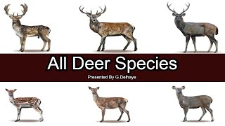 All Deer Species  Species List [upl. by Nohsar]