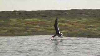 Black skimmer Rynchops niger feeding [upl. by Ardnoel]