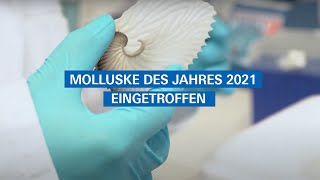 Senckenberg Forschungssammlung Molluske des Jahres 2021 eingetroffen [upl. by Youngman]