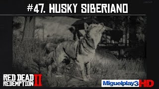 Localización Husky Siberiano  47 Compendio Animales  Red dead redemption 2 [upl. by Gautious868]