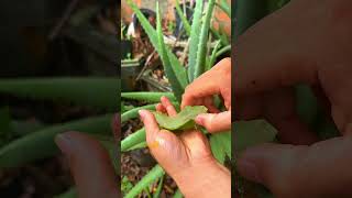 Discover the wonderful uses of aloe vera shorts aloevera [upl. by Rattray]