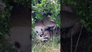 Lava Lioness Feasts with Cubs WildlifeMoments NatureBeauty [upl. by Rudolf824]