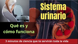 EL SISTEMA URINARIO EN 3 MINUTOS [upl. by Hizar779]