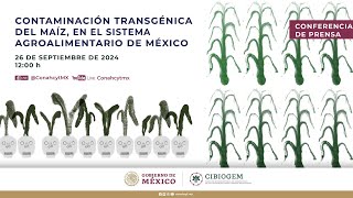 Contaminación transgénica en maíz para la alimentación humana del pueblo de México [upl. by Onaivlis684]