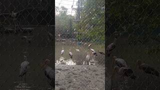 Alipore zoo Kolkata [upl. by Lihkin708]