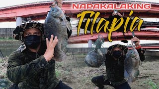 EP61  MGA NAGLALAKIHANG TILAPIA HIGIT DALAWANG DANGKAL ANG LAKI [upl. by Yrad216]