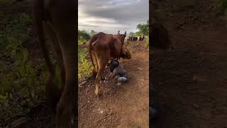 Africa tribe life Omo Valley Ethiopia ethiopia omovalley omoadvisor omoriver short shortvideo [upl. by Frentz]