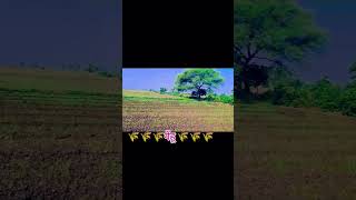 गेहूं  dance videojhankar dj Nandleta [upl. by Yesac67]