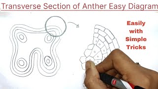 Transverse section of Anther diagram in easy way  transverse section of anther diagram [upl. by Guod563]