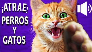 ❤️ ¡GATOS MAULLANDO para tu PERRO o GATO  ¡Garantizado ❤️ [upl. by Ketti]