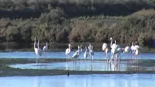 Documental sobre el Paraje Natural Marismas del Odiel Vídeo 1 [upl. by Cara]