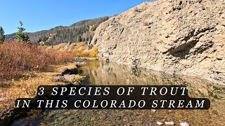 This Colorado Stream is loaded with trout  Fly Fishing for Browns Cuttbows and Rainbow Trout [upl. by Bathsheeb]