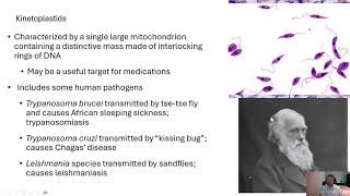 Microbiology Plasmodium [upl. by Aneehta]