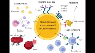 Virulence Factors of Staphylococcus aureus [upl. by Granniah]