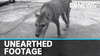 Newly discovered footage of lastknown Tasmanian tiger released  ABC news [upl. by Hultin144]