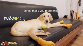 Funny Golden Retriever Puppy Reacts to Wagwear Dog Booties🤭  Yuzu Tails [upl. by Anayek119]