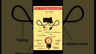 Parts Name of Sphygmomanometer🩺 sphygmomanometer bpaeducators bpmachine medical neet nursing [upl. by Eciuqram]