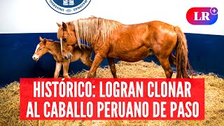 HISTÓRICO avance CIENTÍFICO en Perú nace PRIMER CLON del caballo peruano de paso  LR [upl. by Luckett266]