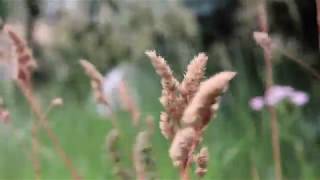 ORCHARDGRASS Dactylis glomerata [upl. by Anrahs]