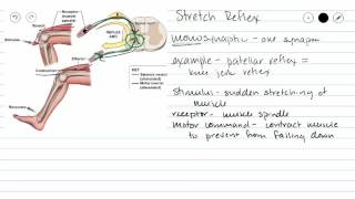 Monosynaptic Reflex [upl. by Gnes]