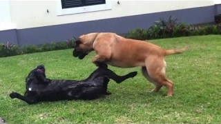 American Bandogge vs Bullmastiff  Dog Videos Mr Fenley [upl. by Darrick694]