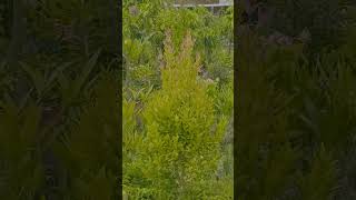 নার্সারীর গাছ গুলো অনেক সতেজ। nature garden gardening tree farmbd [upl. by Fara]