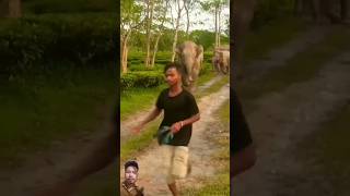 Wild Elephant Attack On Men  shorts viral wildlife elephant [upl. by Arturo]