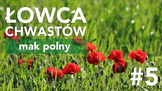 Łowca Chwastów odc 5  mak polny [upl. by Aeresed]