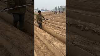 Farmland irrigation hose laying process [upl. by Oconnor]