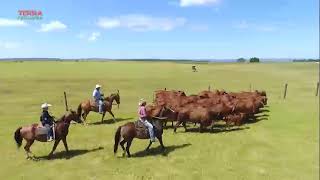 Leilão raça Sindi  Fazenda Tabaju em SalesSP [upl. by Rafferty]